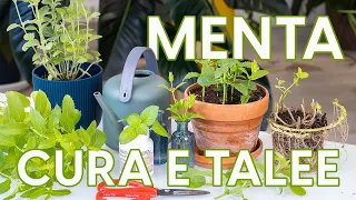 Menta: come averla sempre fresca! Coltivazione e talee