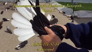 Николаевские голуби Донбасса в Белгороде. Часть 3.