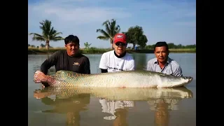 150KG Arapaima PIracuru landed in Thailand- Bkk Fishing Tour- BKKGUY