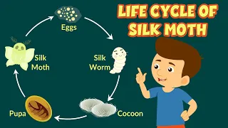 Life Cycle of Silk Moth  | How Silk is Made | Silkworm Life Cycle | Video for Kids