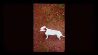 dogs get shocked by electric fence