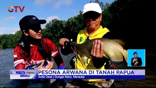 Pesona Papua! Memancing Ikan Arwana di Sungai Maro #BuletiniNewsSiang 01/06