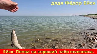 Ейск. Попал на хороший клёв пеленгаса. Азовское море. Таганрогский залив. Рыбалка в мае.