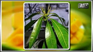 How to grow Mango from seeds at home - (part 3)