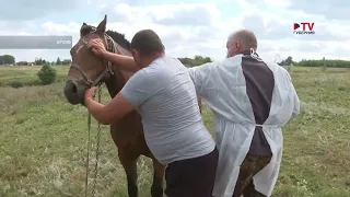 В Воронежской области проведут поголовную вакцинацию скота против сибирской язвы