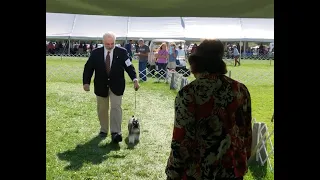 Miniature Schnauzer at Wine Country AKC Dog Show 2023 doing Down & Back.  Taking my Dog for a Walk.