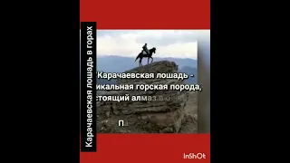 сравнение карачаевской и кабардинской  породы лошадей