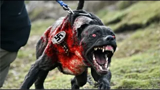 The 20 Most Dangerous Dog Breeds in the World!