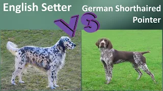 English Setter VS German Shorthaired Pointer - Breed Comparison - Differences