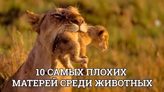 10 САМЫХ ПЛОХИХ МАТЕРЕЙ СРЕДИ ЖИВОТНЫХ