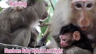 How Cute Is Newborn Baby Hybrid ? Why Mama Hybrid Hug Her Baby Hybrid Sitting In The Rain ? PTM 980