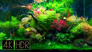 Fantastic Aquatic Plant Layout Tank • Fixed 3hours 4K HDR 60fps • Water sound