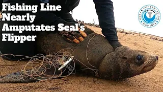 Fishing Line Nearly Amputates Seal's Flipper