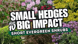 Top 10 Short Evergreen Shrubs for Stunning Borders // SMALL HEDGES, BIG IMPACT! 🍃 💚