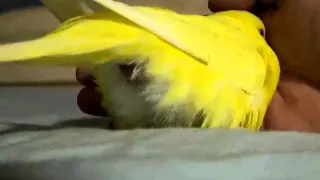 Budgie lays an egg