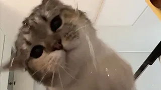 VLOG | 내가 물을 끄지 못하는 진짜 이유 | 혼자서 세수 하는 고양이와 (feat. 짧은 영상 모음)