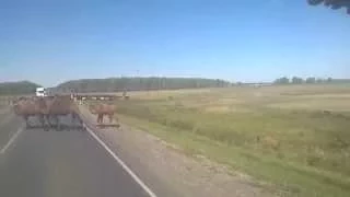 "Это точно Сибирь?" Верблюды, ишаки переходят трассу Омск-Тюмень