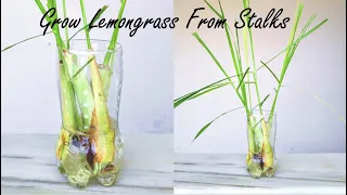 How To Propagate Lemongrass From Store Bought Stalks | Rooting Lemongrass Stalks In Water