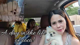 A DAY IN THE LIFE OF COCO! MY 3 MONTHS OLD POMERANIAN PUPPY/ simple fe