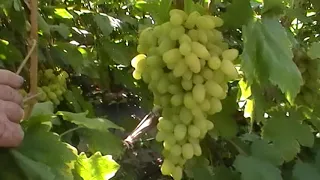 Сорт винограда "Долгожданный" - сезон 2019 # Grape sort "Dolgozhdannyj"