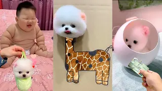 Tik Tok Chó Phốc Sóc Mini 😍 Funny and Cute Pomeranian #414