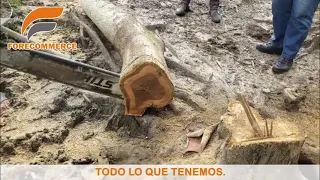 MADERA TECA | FORECOMMERCE S.A. ECUADOR