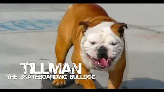 Tillman The Skateboarding Bulldog