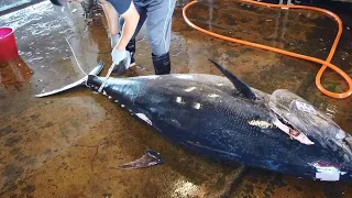 Over 300 kg Fabulous Bluefin Tuna Superb Cutting Skills