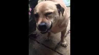 Cutest dog sneeze ever!