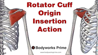 Rotator Cuff Anatomy: Origin, Insertion & Action