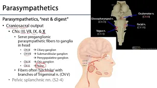 Larynx and Pharynx LO - Sympathetics of the Head and Neck