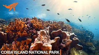 Coiba Island National Park | SeaLegacy: The Voyage