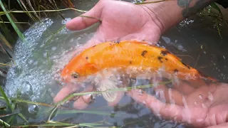Unbelievable!! A lot of Big KOI Fish Out From Lake in Water| Found Big Koi Oranda in Rice Fields