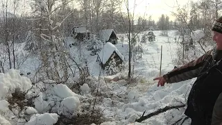 Поход в лес, на пасеку