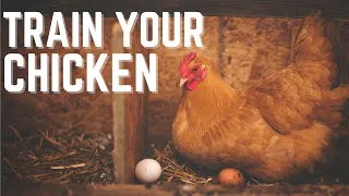 How to Get Hens to Lay Eggs in Nesting Boxes