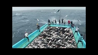 Bu İnsanlar BALIKÇI Değil Sanki Bir MAKİNE (Süper Hızlı Balık İşçileri)