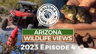 2023 Arizona Wildlife Views Episode 4 - 30 Minutes