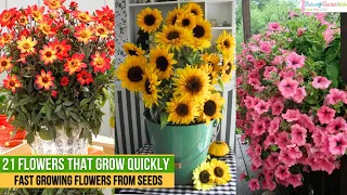 21 Flowers that Grow Quickly from Seeds | Fast Growing Flowers