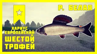 🐠ТРОФЕЙ ХАРИУС ЕВРОПЕЙСКИЙ🏄‍♀️ РЕКА БЕЛАЯ🏆ШЕСТОЙ ТРОФЕЙ🎣РУССКАЯ РЫБАЛКА 4