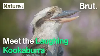 Meet the laughing kookaburra