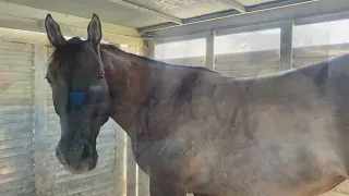 Mares are home & they get to meet Smokey - Camilleshorsemanship