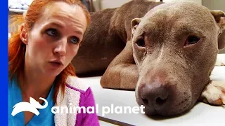 Dr Petra Cares For Dog Who Was Neglected After Leg Surgery | Dr. Jeff: Rocky Mountain Vet