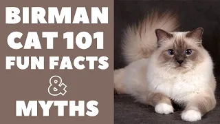 Birman Cats 101 : Fun Facts & Myths