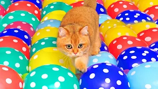 Can Kittens Walk On Giant Water Balloons? | Compilation