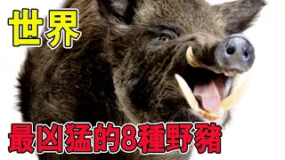 8 Fiercest Boars: Ever Seen a Pig Outpower a Tiger? Wild Boar Bite Force Terrifying [BED]