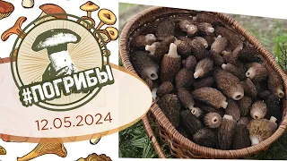 Весенние сморчки и строчки - Грибной сезон 2024