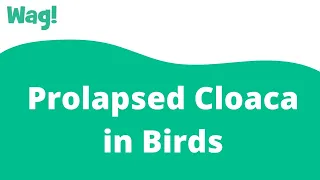 Prolapsed Cloaca in Birds| Wag!