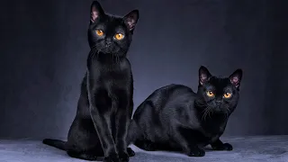 Facts about Black Cats