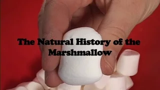 The Natural History of the Marshmallow