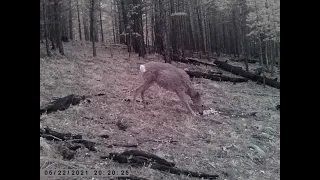 ТИХАЯ ОХОТА НА СОЛОНЦАХ СИБИРСКАЯ КОСУЛЯ QUIET HUNTING ON SOLONTSY SIBERIAN ROE DEER